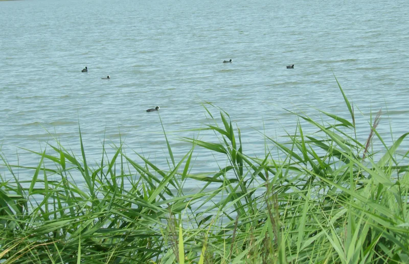 Audiotour Zoetermeerse Plas